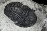 Two Detailed Gerastos Trilobite Fossils - Morocco #119013-3